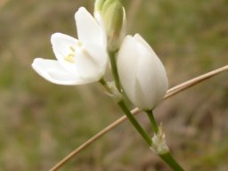 Ornithogalum juncifolium buff anthers